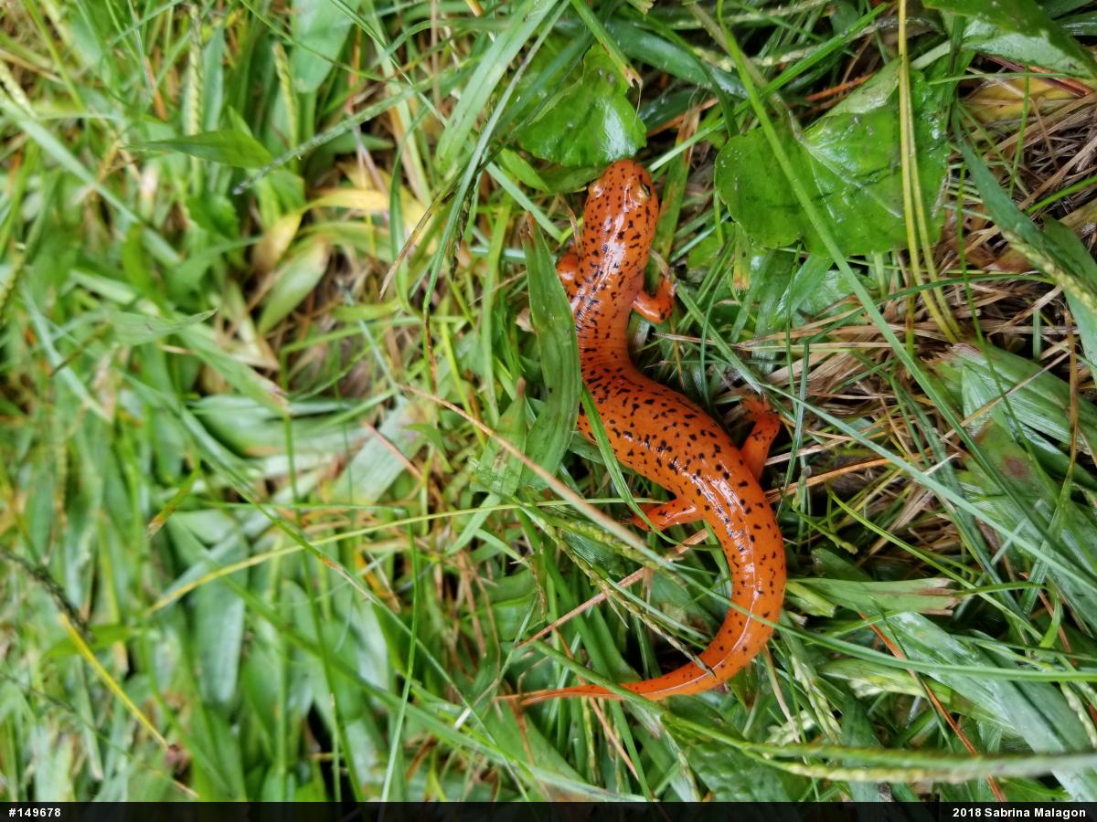 Northern Red Salamander