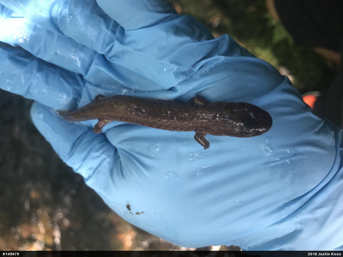 Northern Dusky Salamander