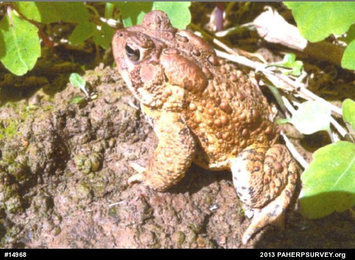 Eastern American Toad