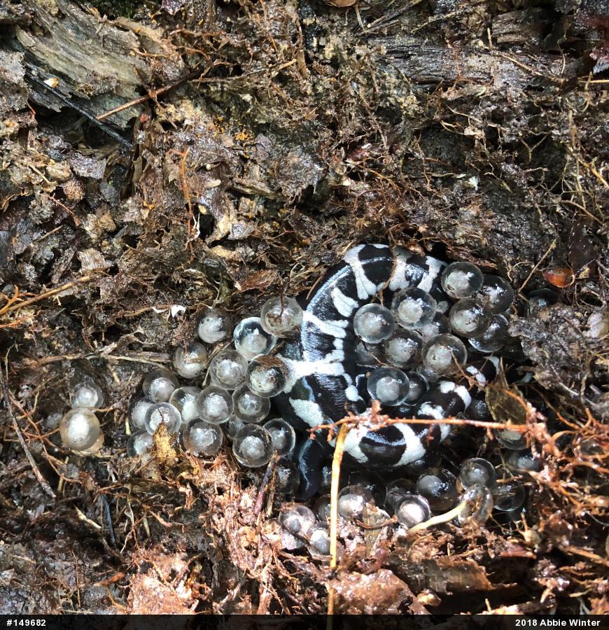 Marbled Salamander
