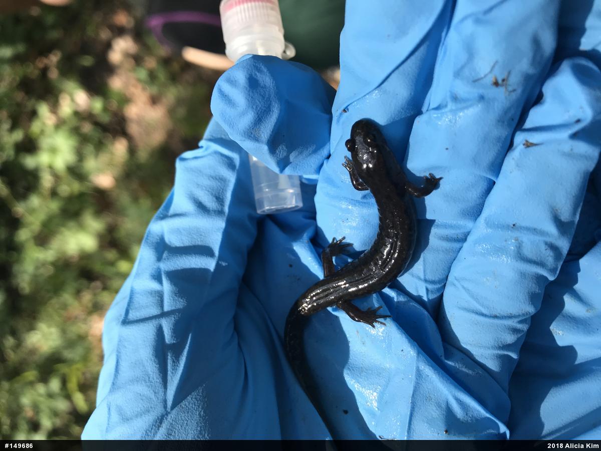 Northern Dusky Salamander