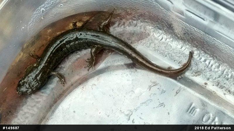Northern Dusky Salamander