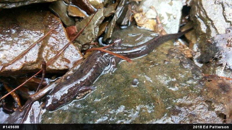 Seal Salamander
