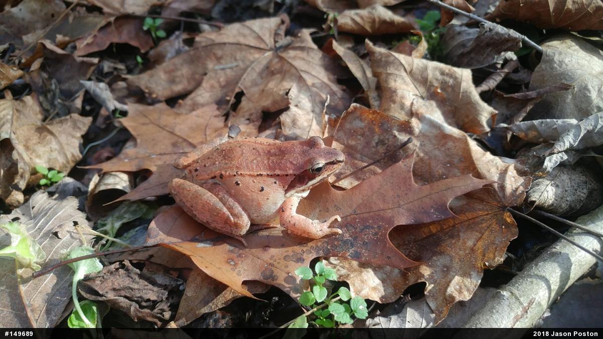 Wood Frog