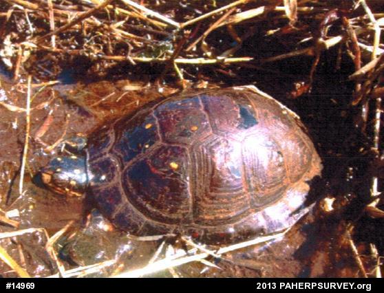 Spotted Turtle