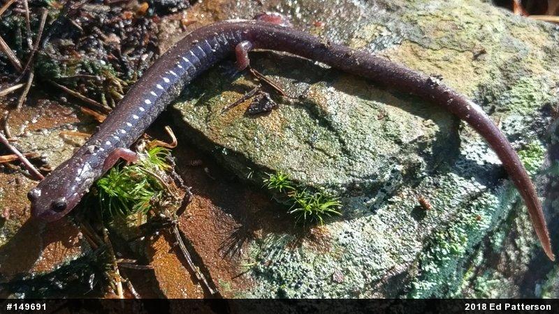Valley And Ridge Salamander