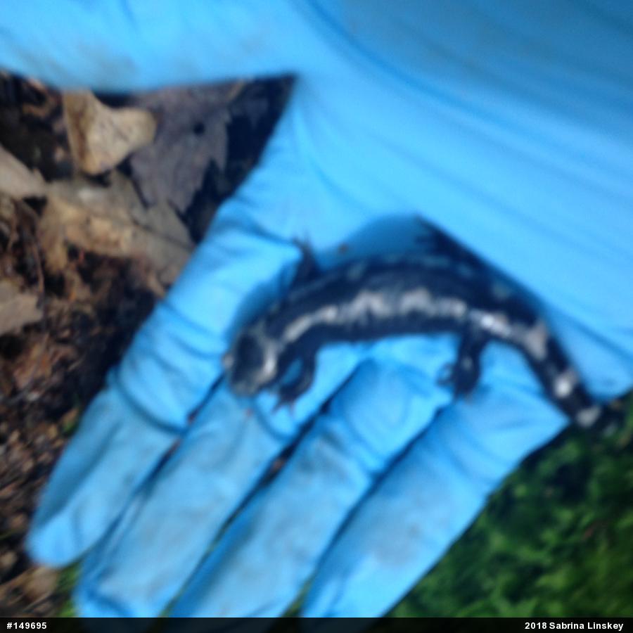 Marbled Salamander