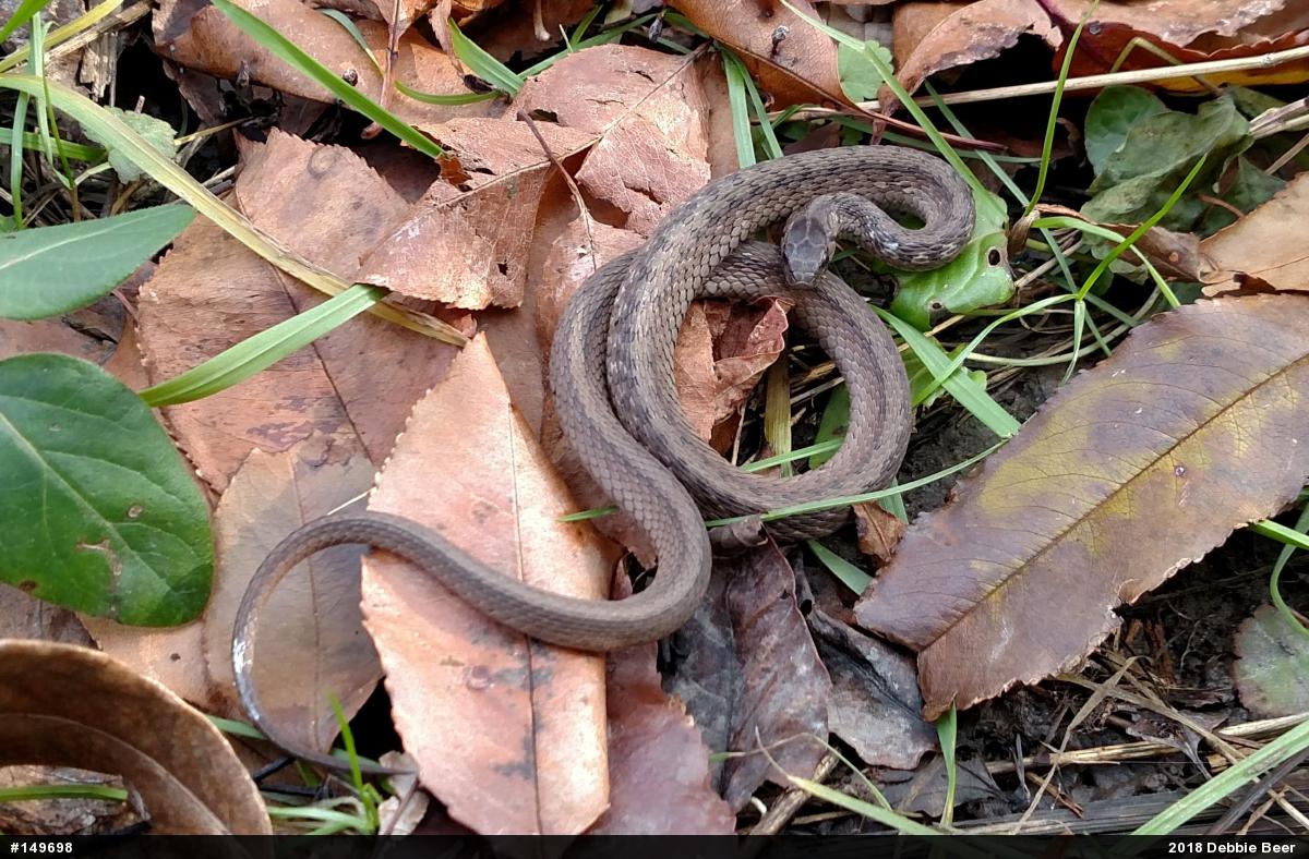 Dekay's Brownsnake
