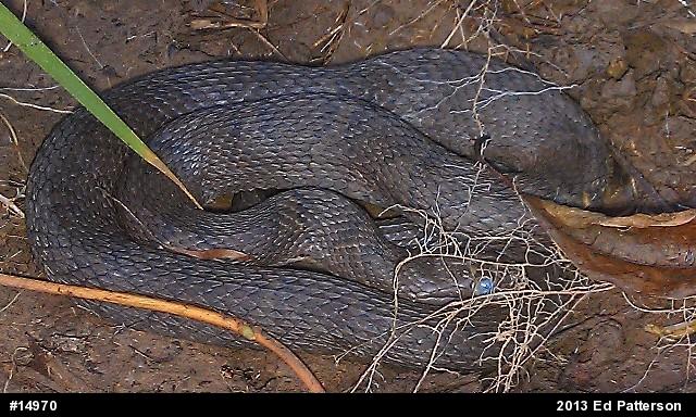 Northern Watersnake
