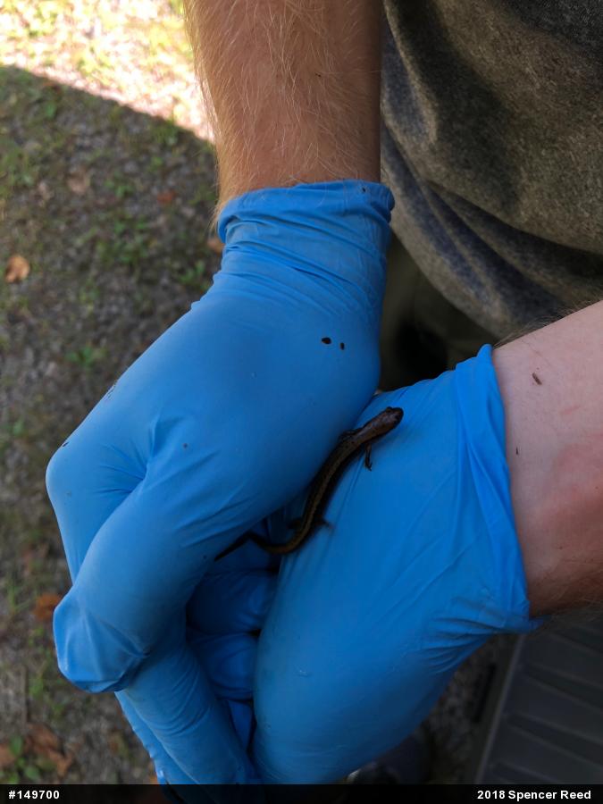 Northern Two-lined Salamander