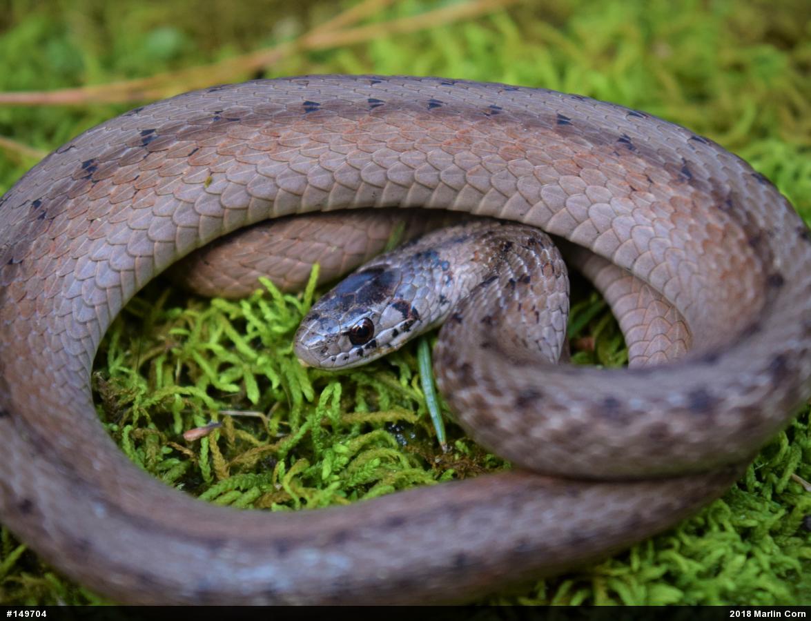 Dekay's Brownsnake