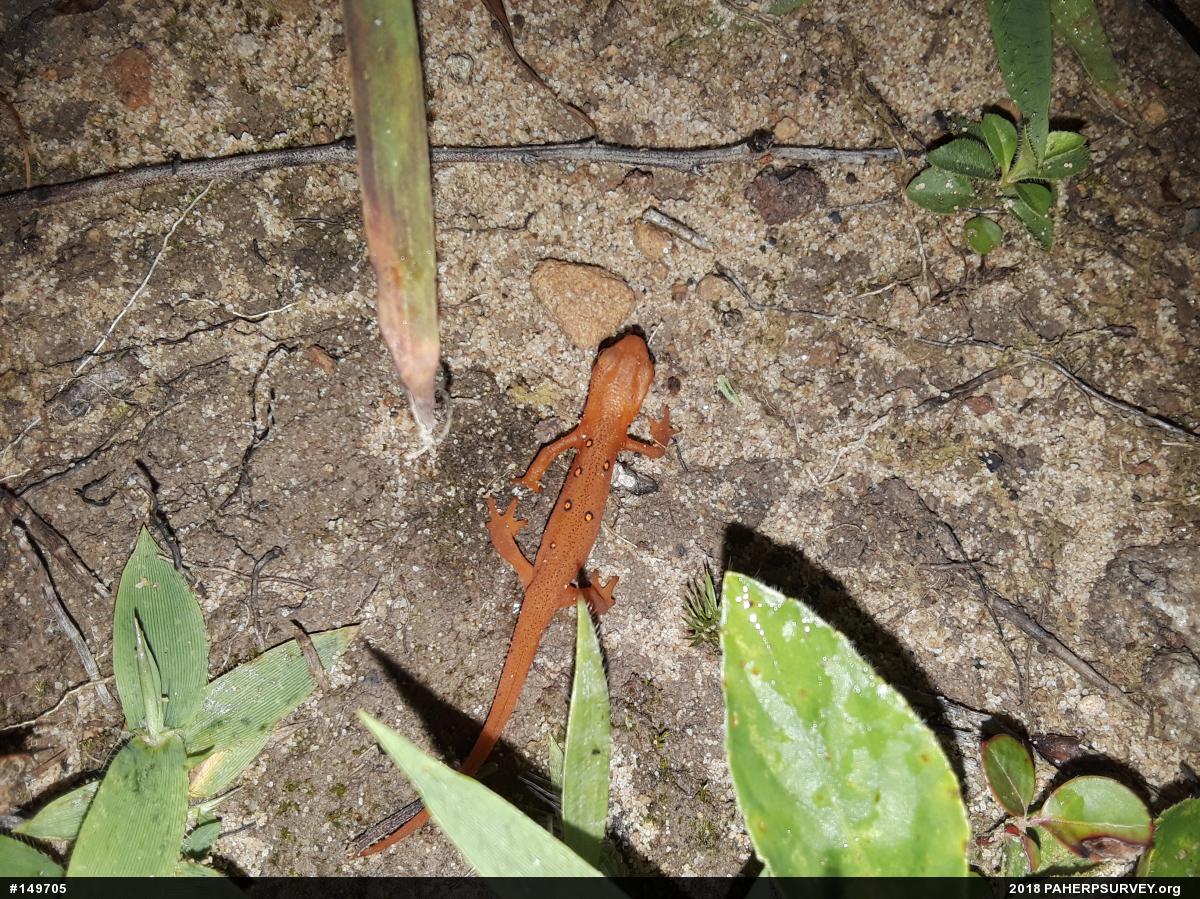Red-spotted Newt