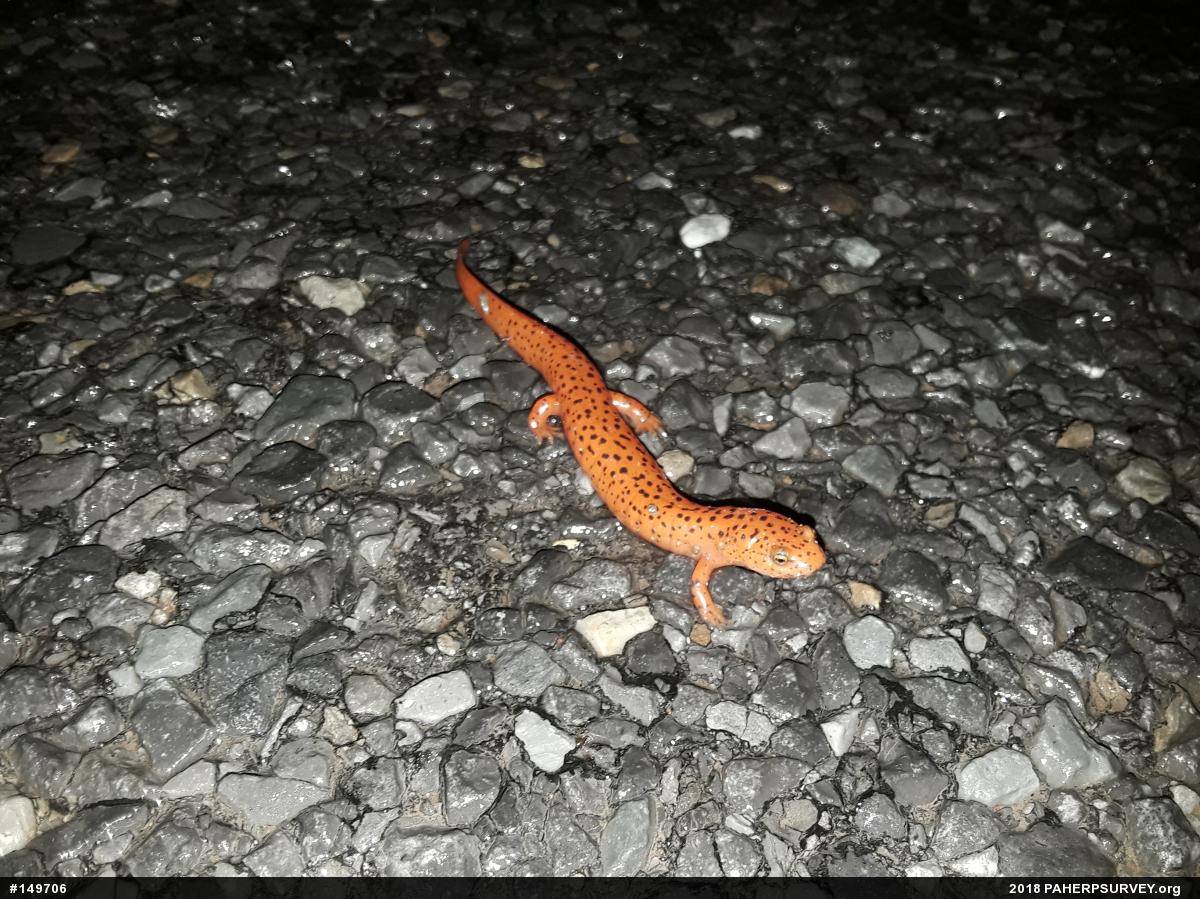 Northern Red Salamander