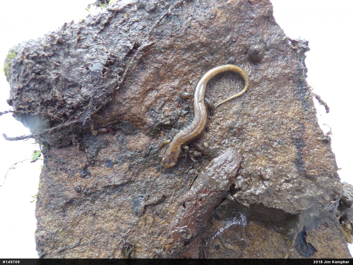 Allegheny Mountain Dusky Salamander