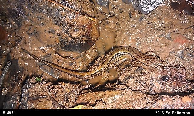 Northern Two-lined Salamander