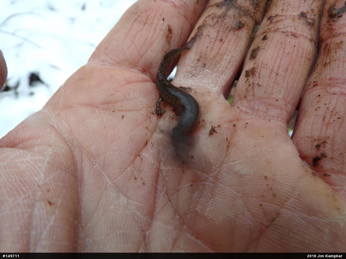 Northern Spring Salamander