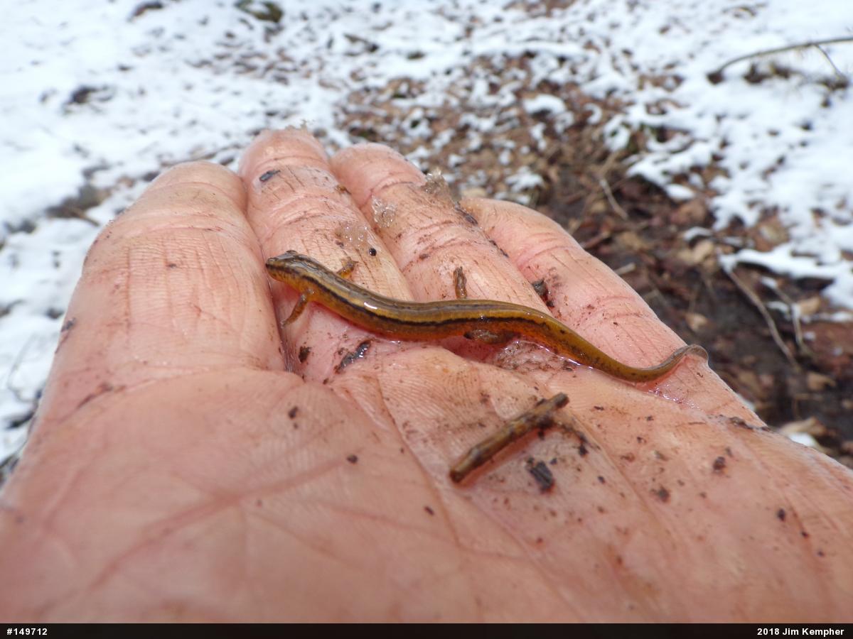 Northern Two-lined Salamander