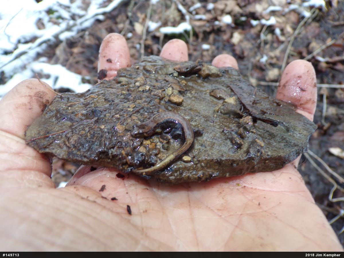 Allegheny Mountain Dusky Salamander