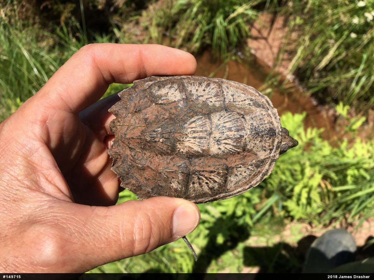 Snapping Turtle