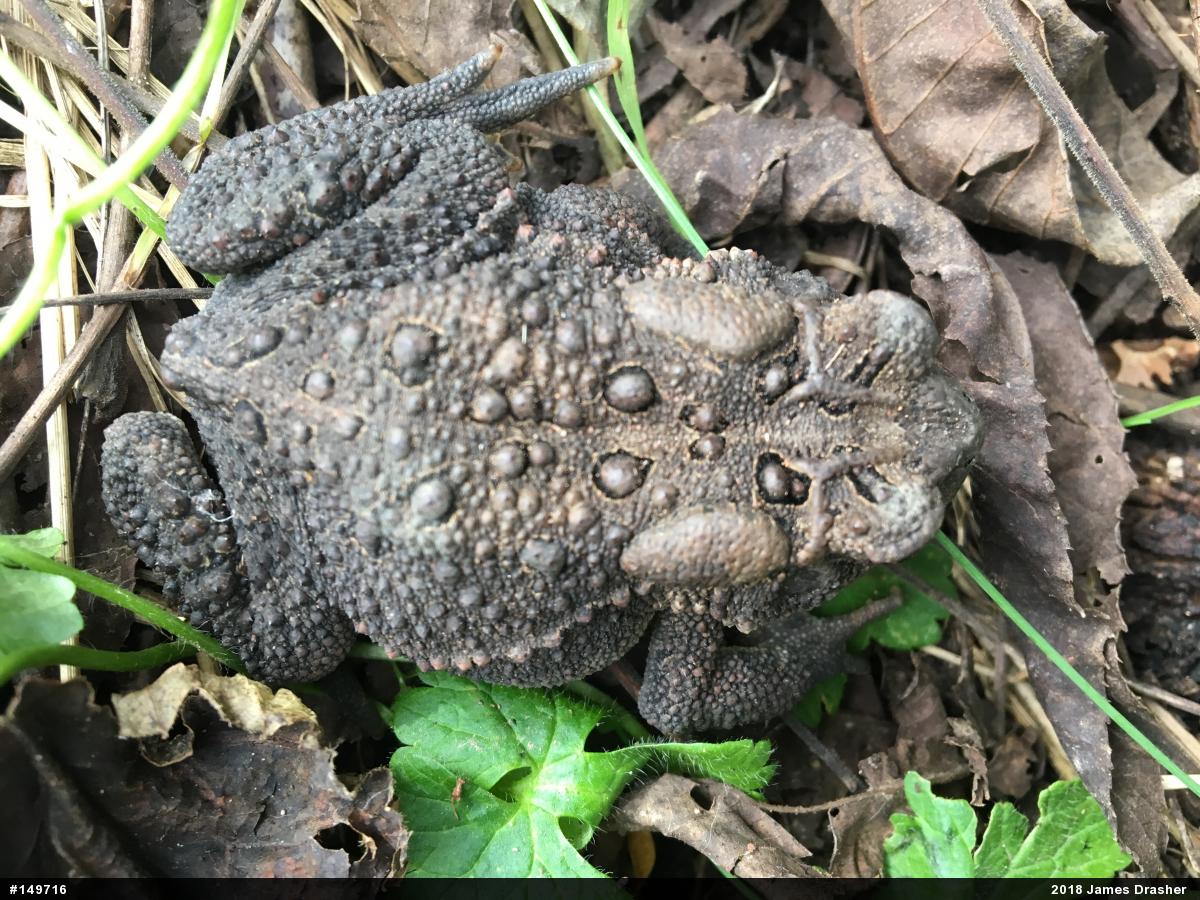Eastern American Toad