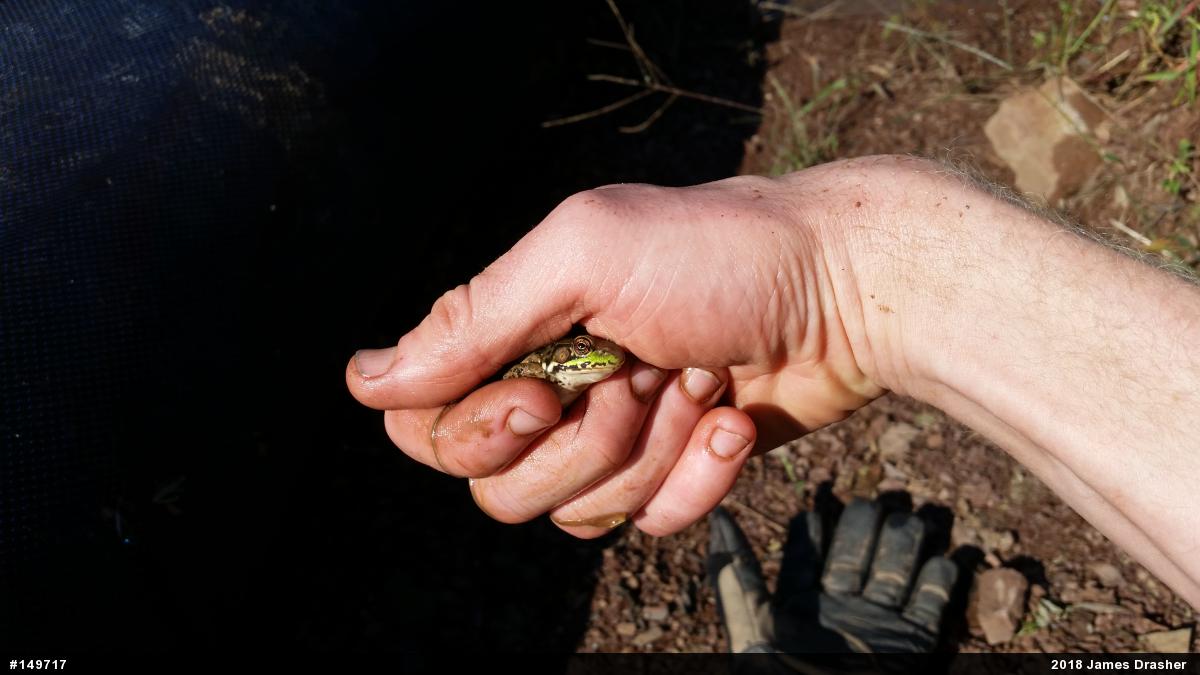 Green Frog