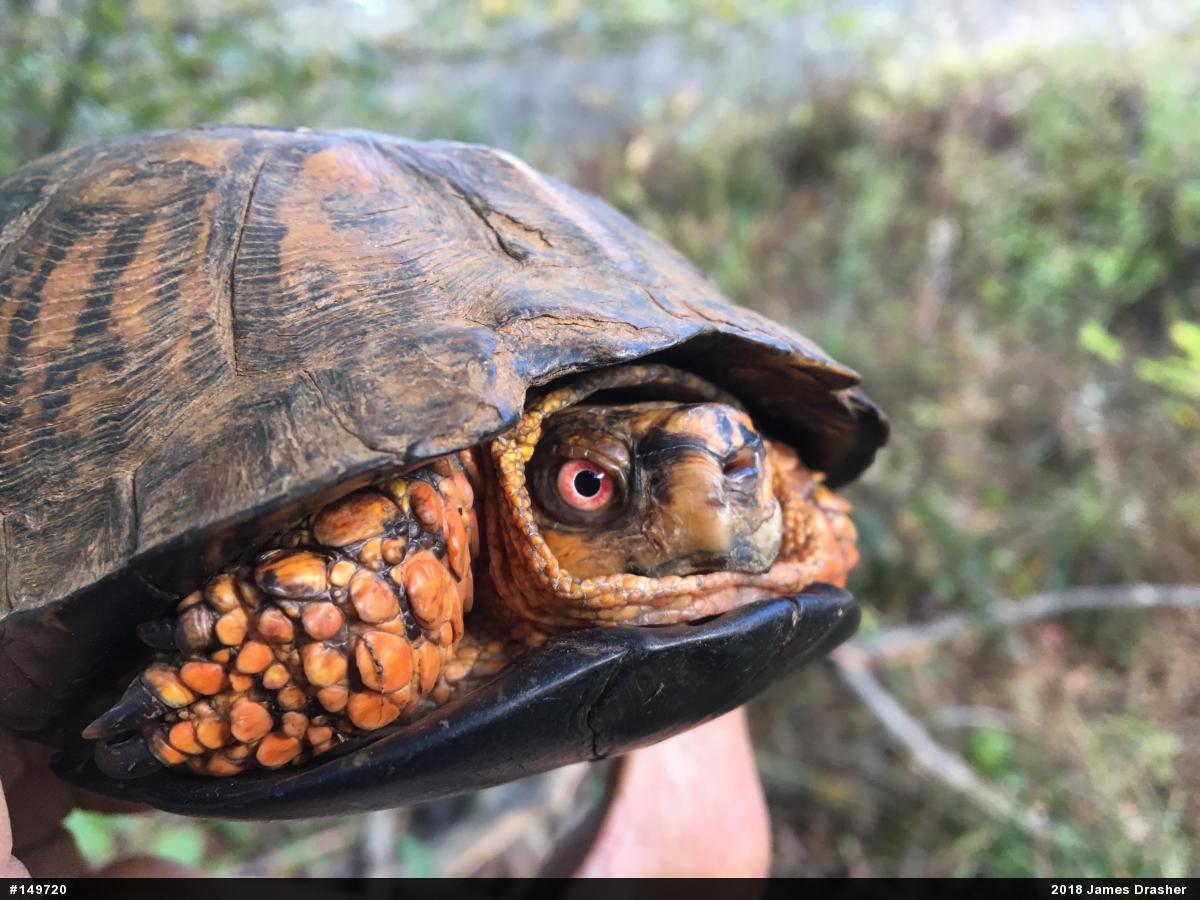 Eastern Box Turtle