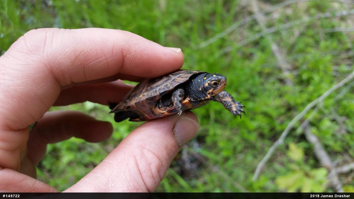 Spotted Turtle
