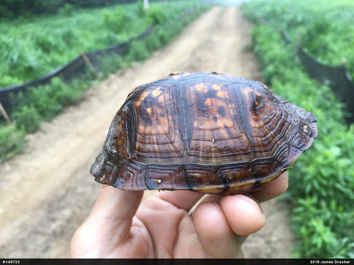 Eastern Box Turtle
