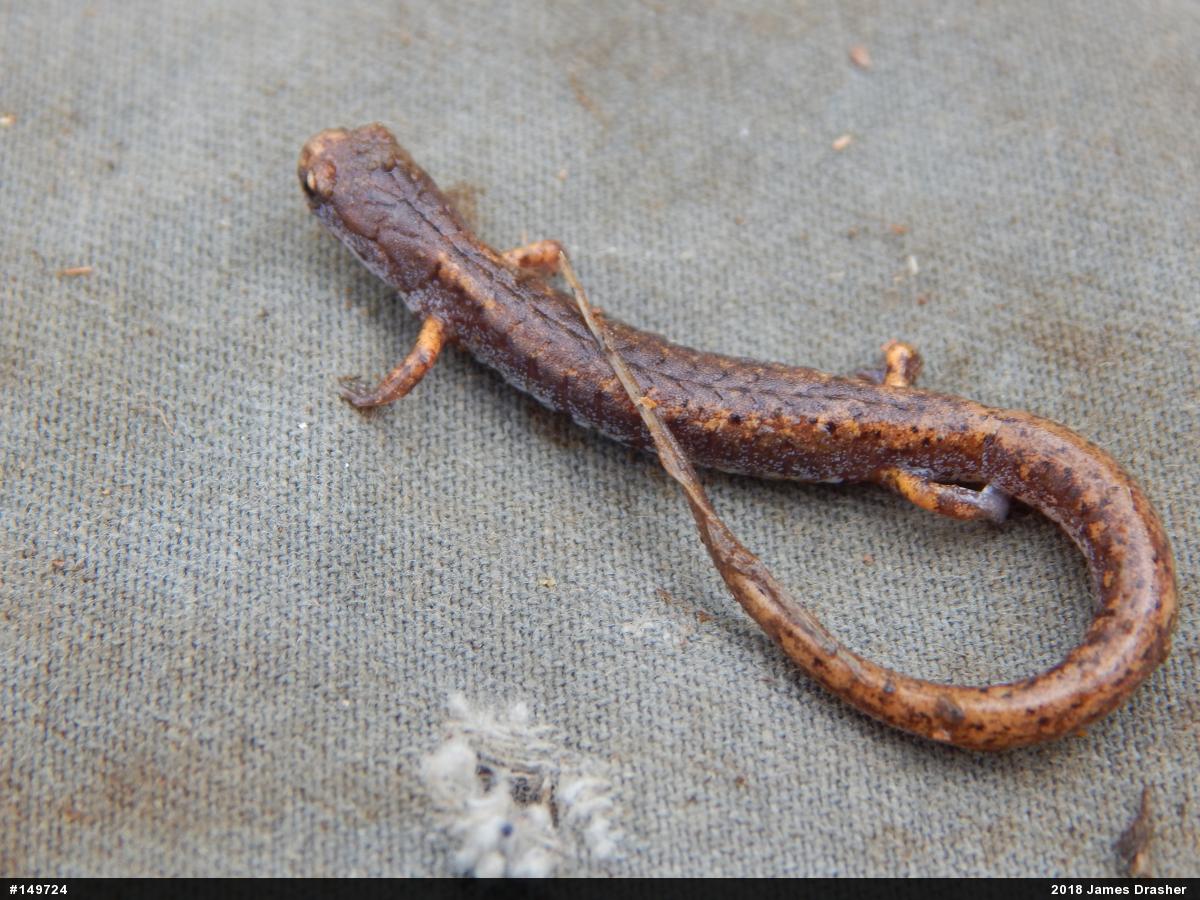 Four-toed Salamander