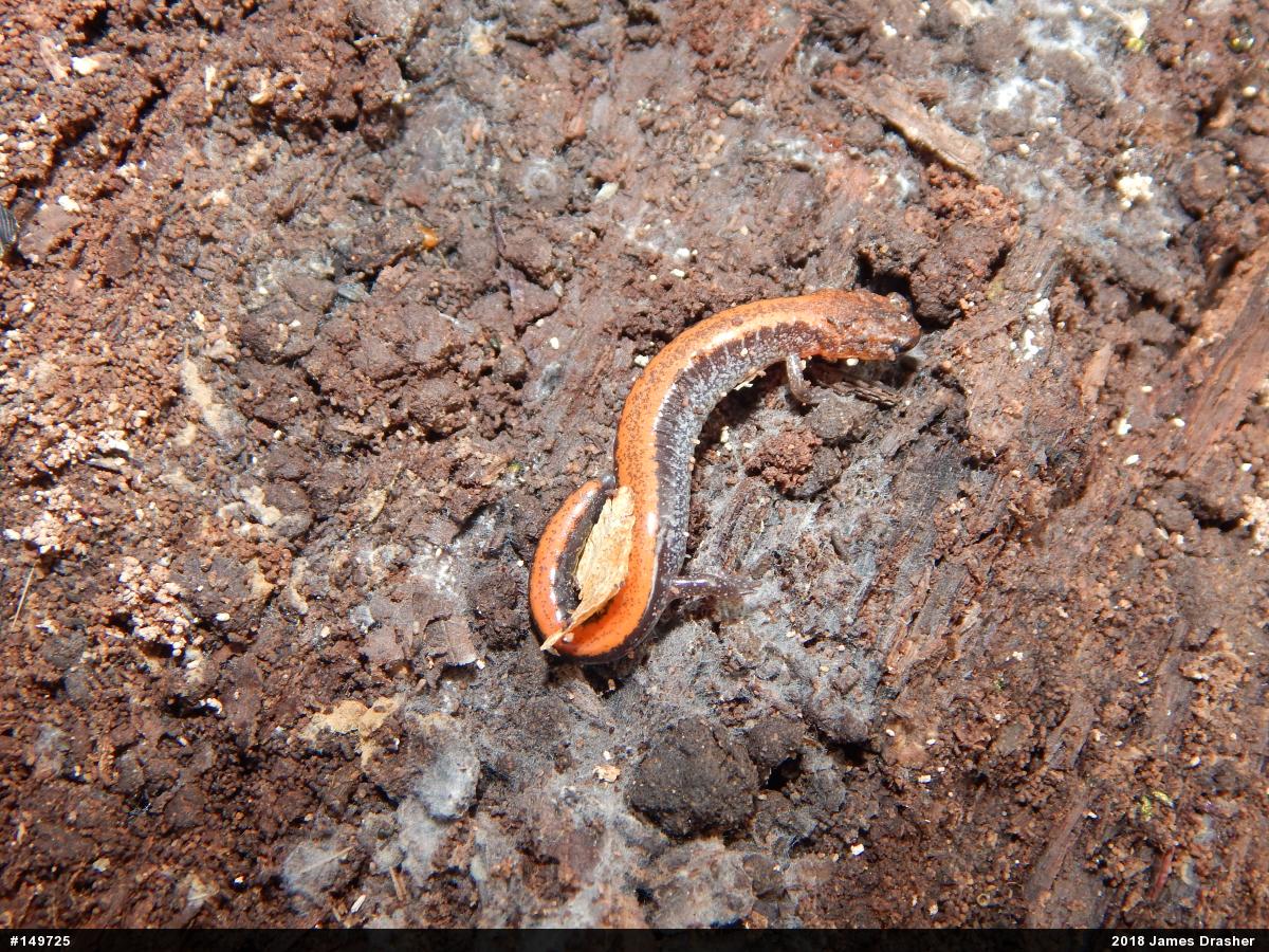 Eastern Red-backed  Salamander