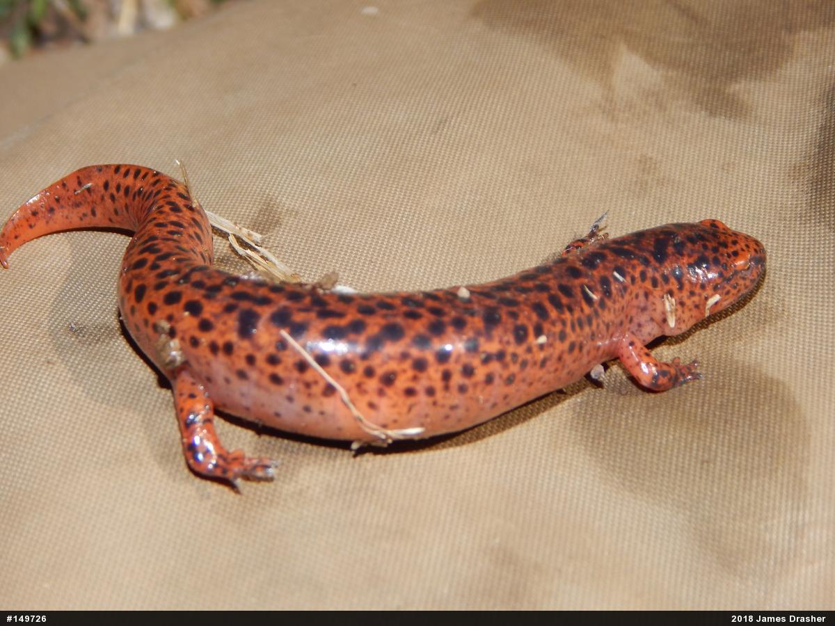 Northern Red Salamander