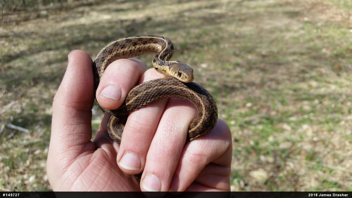 Eastern Gartersnake