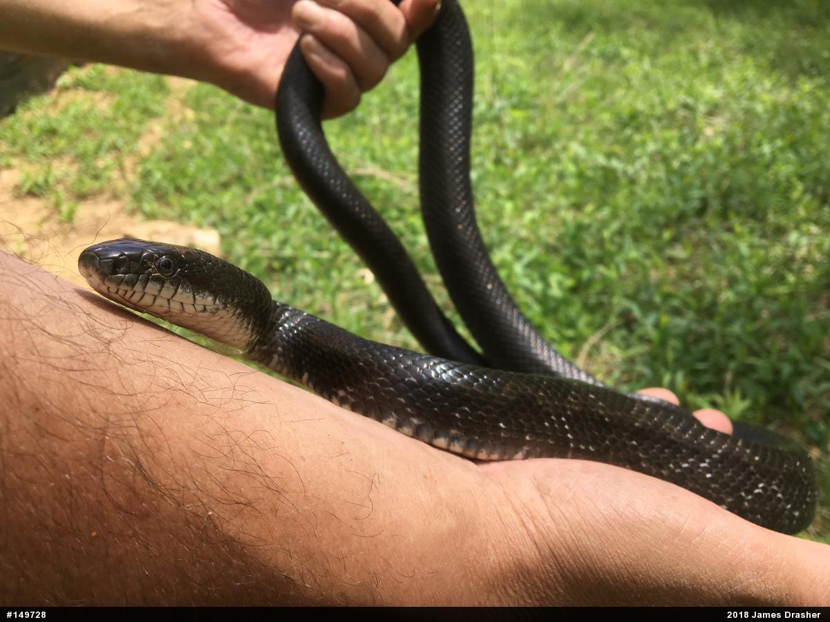 Eastern Ratsnake