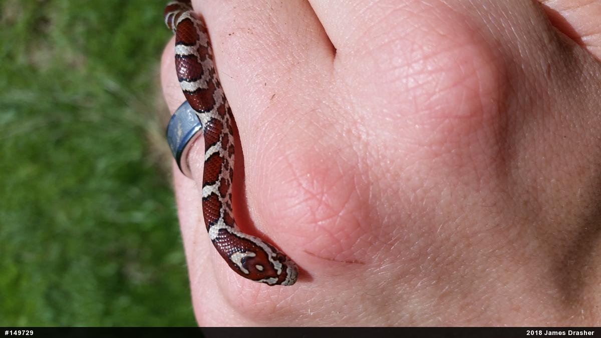 Eastern Milksnake