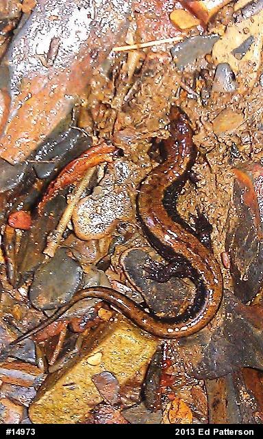 Allegheny Mountain Dusky Salamander