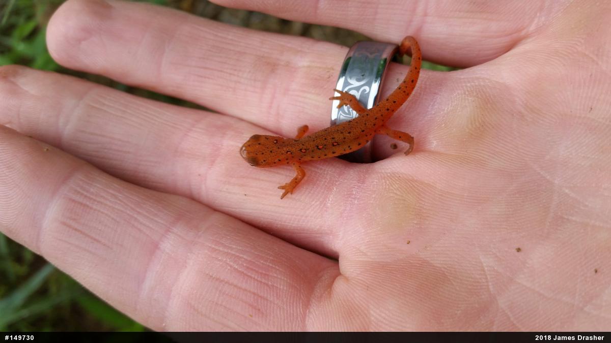 Red-spotted Newt