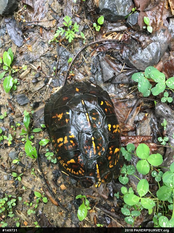 Eastern Box Turtle