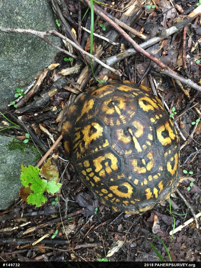 Eastern Box Turtle