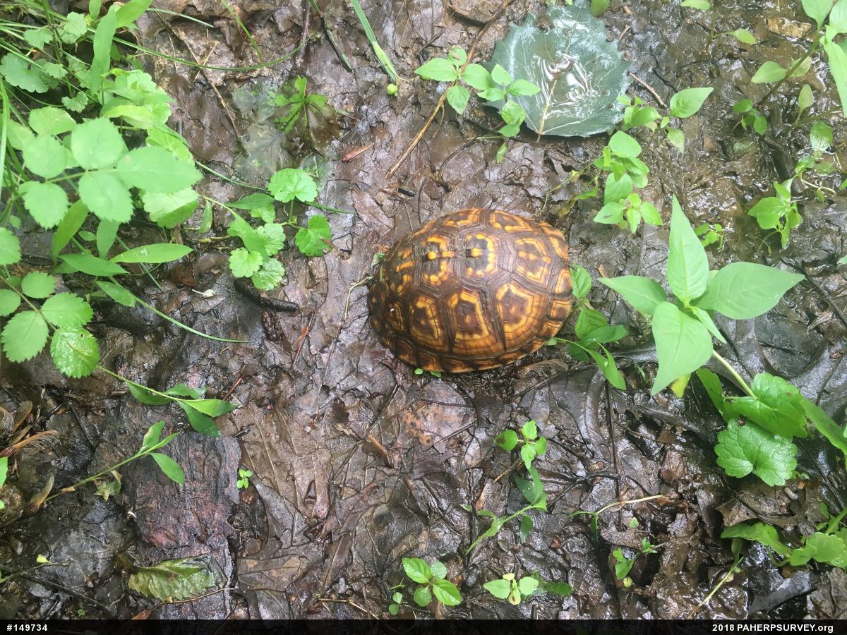 Eastern Box Turtle