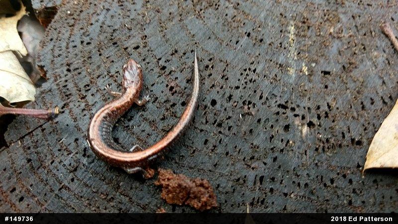 Eastern Red-backed  Salamander