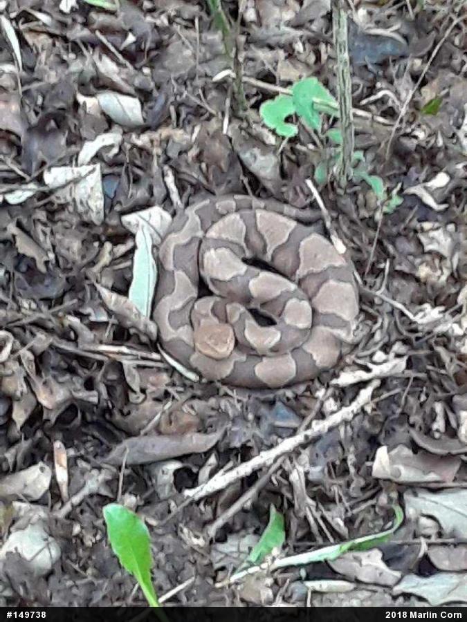 Northern Copperhead