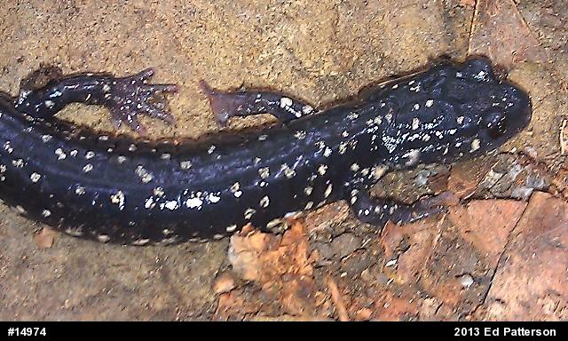 Northern Slimy Salamander