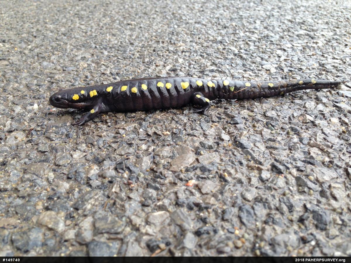 Spotted Salamander