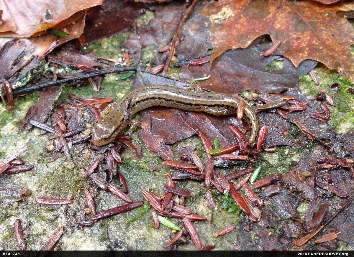 Northern Two-lined Salamander