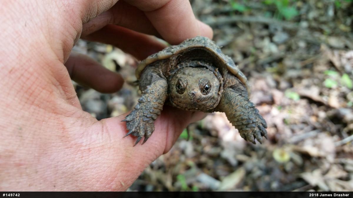 Snapping Turtle