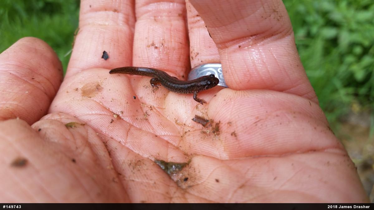 Northern Dusky Salamander