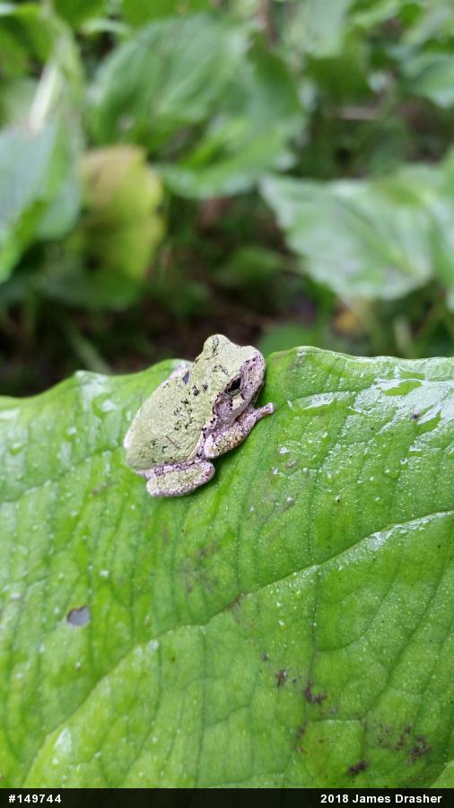 Unknown Gray Treefrog