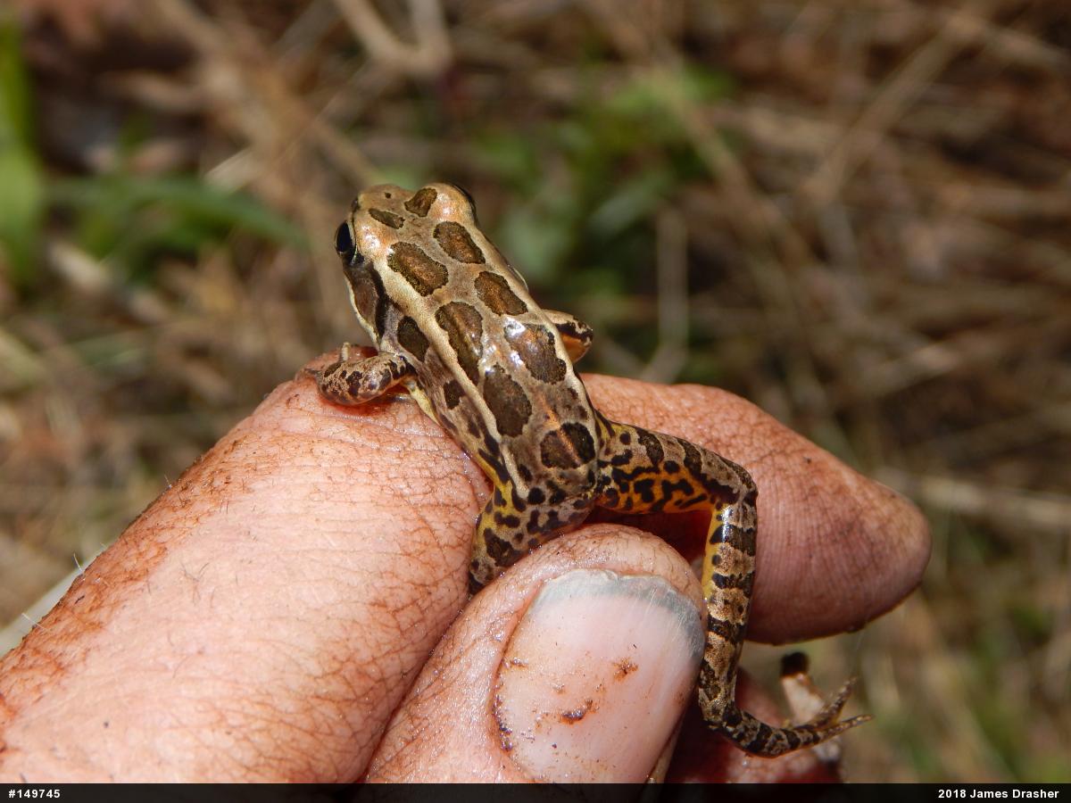 Pickerel Frog