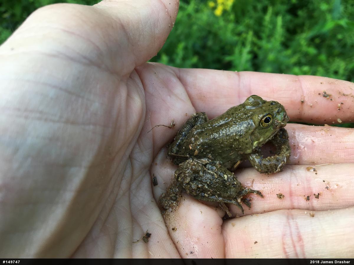 American Bullfrog