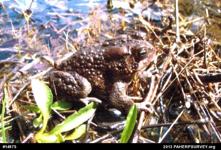 Eastern American Toad